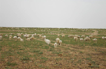 辽阔的草原散落着自由自在游动的山羊群