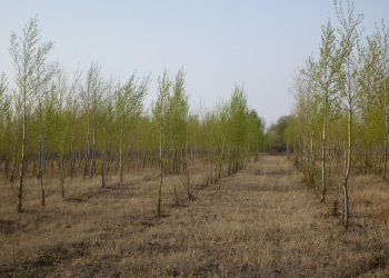 Nahiya Forest (2010)