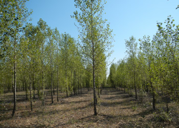 Nahiya Forest (2014)