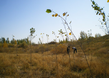 Poplar after planting (2010)