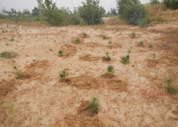 Planting of pine trees (2012)