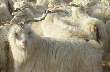 Cashmere goats